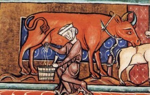14th century woman milking cow